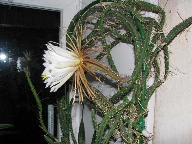 Кактус селеницереус, царица ночи - фото цветка, уход в домашних условиях, размножение и болезни