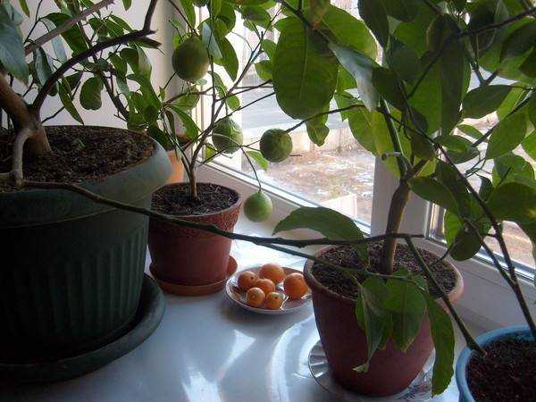 Как вырастить дерево мандарин из косточки в домашних условиях, фото плода