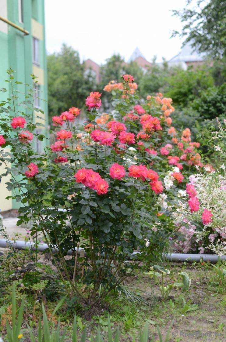 Роза декор арлекин: описание и особенности выращивания сорта плетистой розы
