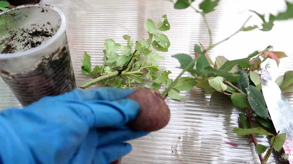 Как из семян вырастить каркаде из семян в домашних условиях