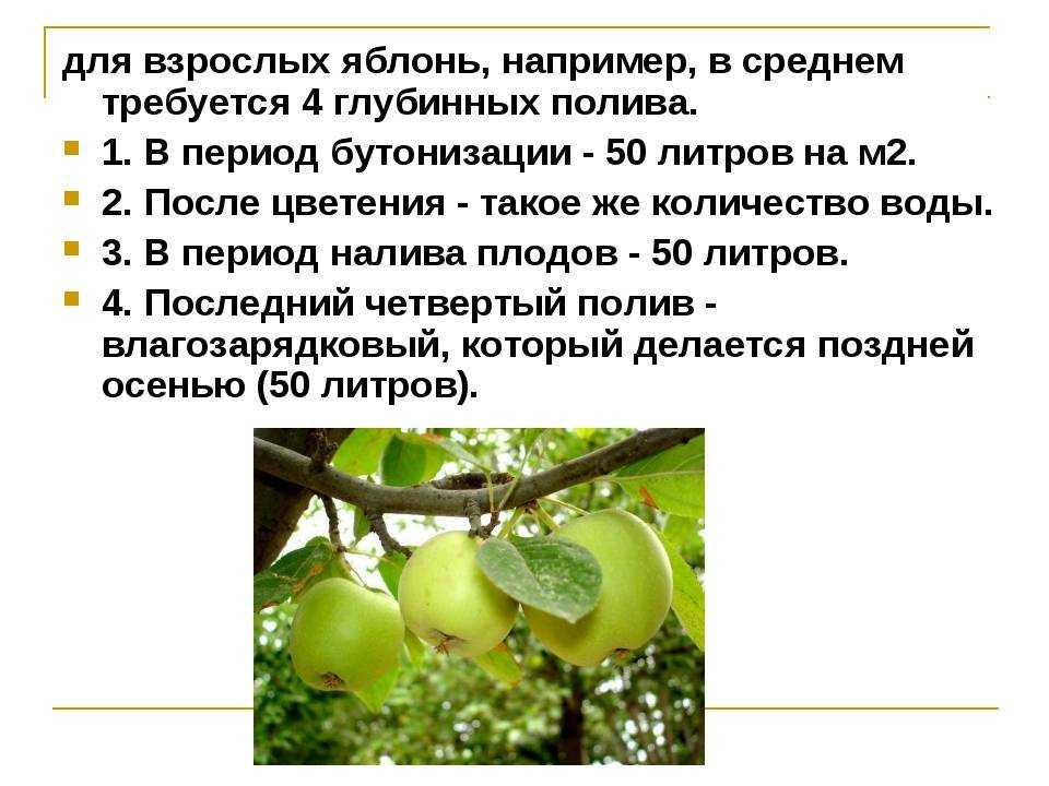 Чем подкормить яблоню во время созревания плодов? подкормка яблонь летом в период плодоношения