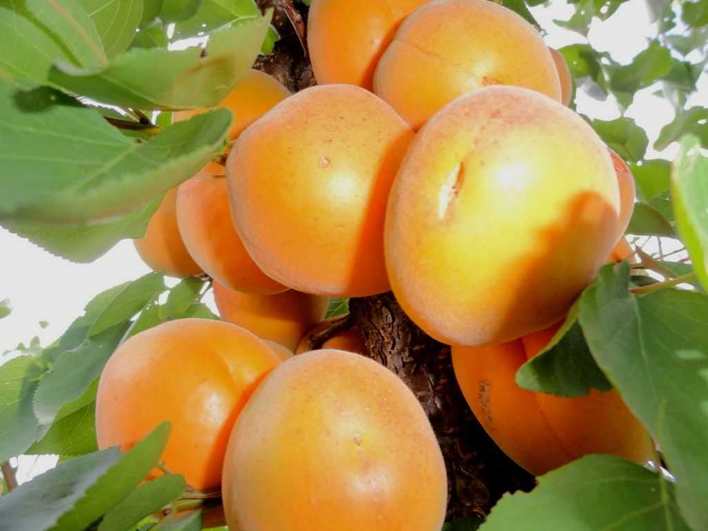 Лучшие сорта абрикоса для подмосковья и их описание, какие деревья посадить
