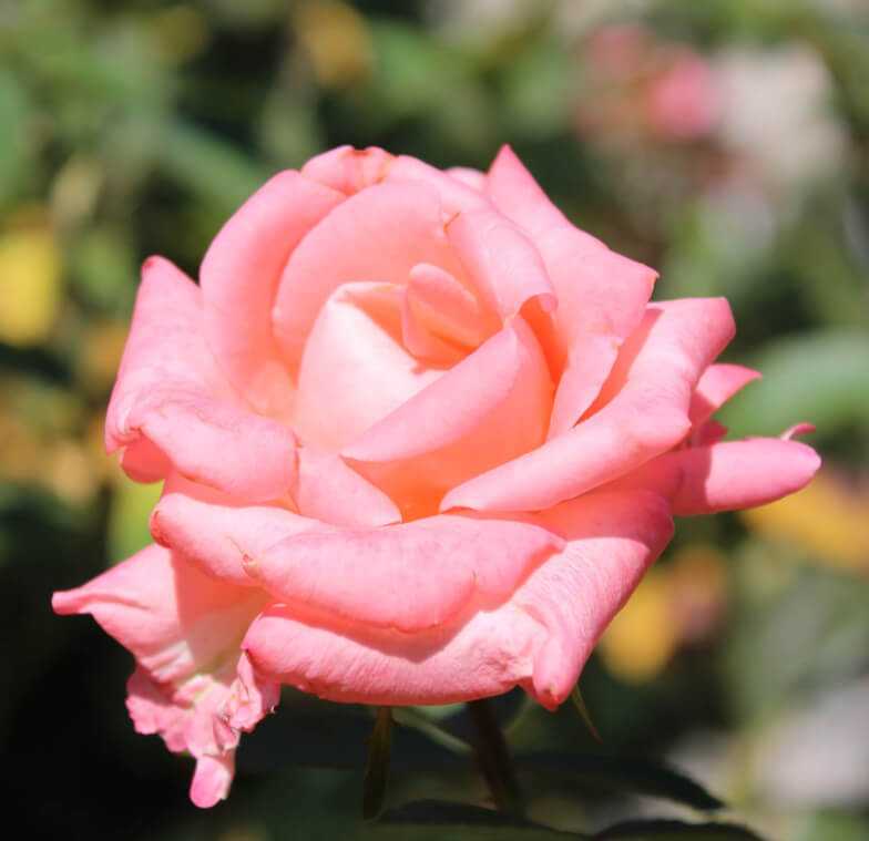 Роза «надья мейяндекор» - идеальный золотистый шраб
