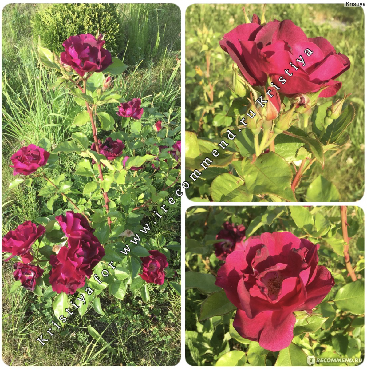 Плетистая роза: посадка и уход в открытом грунте