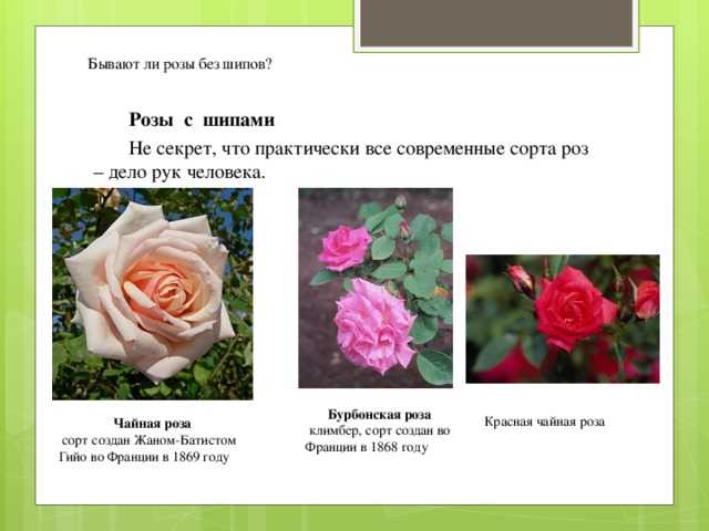 Розовая роза без шипов