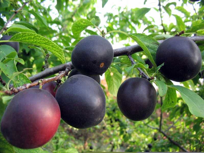 Абрикос черный принц — фото и описание сорта, особенности выращивания и отзывы