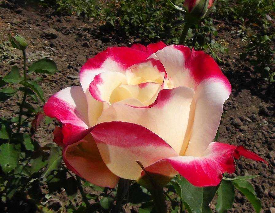 Правила посадки и ухода за розами дабл делайт. описание ароматной чайно-гибридной розы дабл делайт