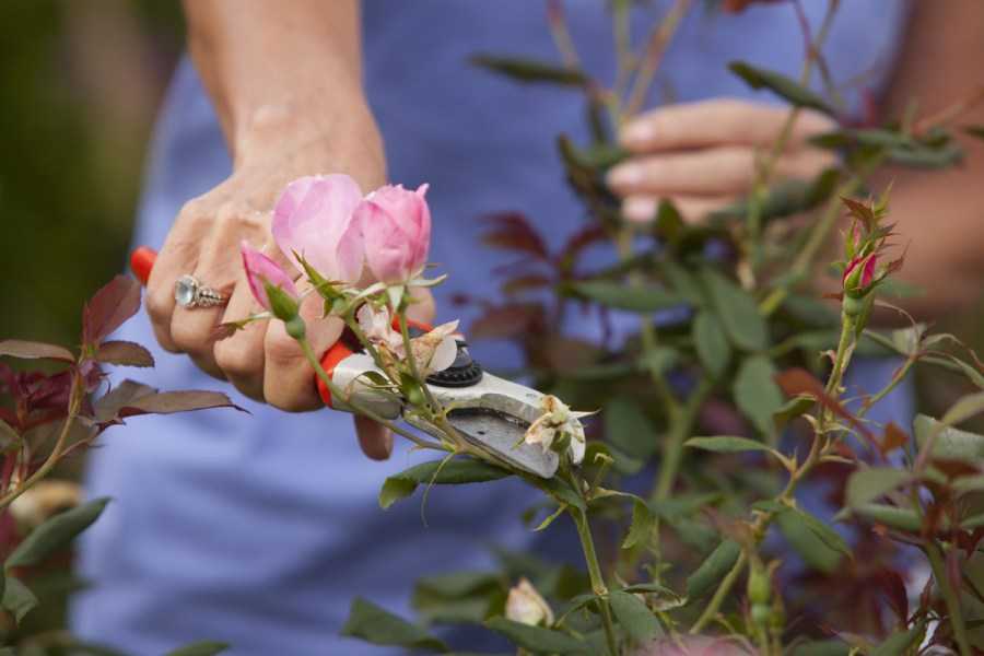 Фото и описание кустовой розы бомбастик