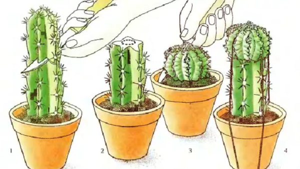 Как размножить кактус: как рассаживать растение в домашних условиях, как ухаживать?
