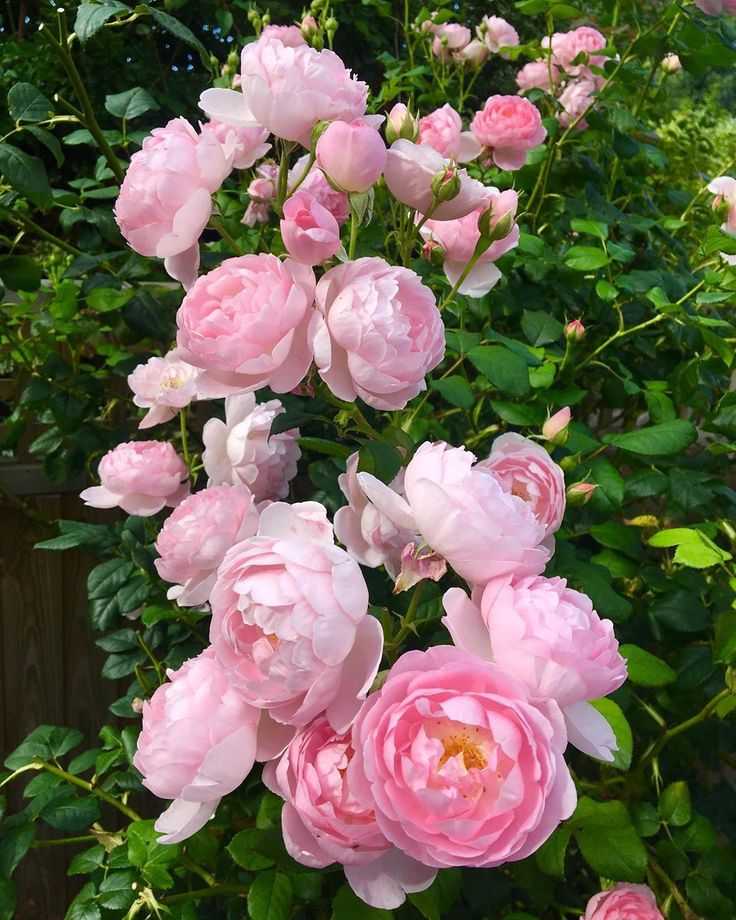 Роза мэри роуз «mary rose»: фото и описание, а также отзывы о прекрасных цветах