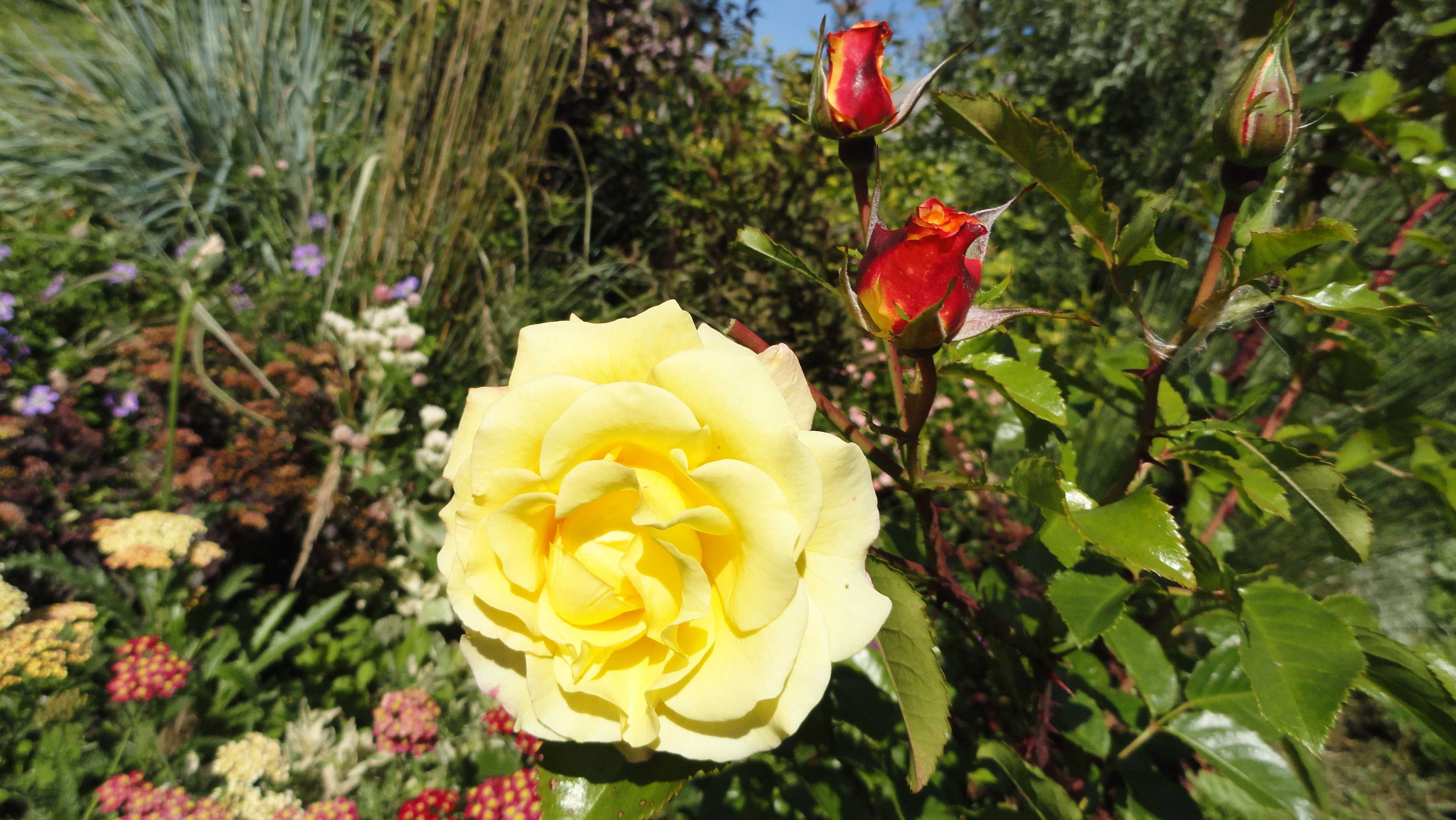 Зимостойкие розы – самые выносливый сорта с фото и описанием