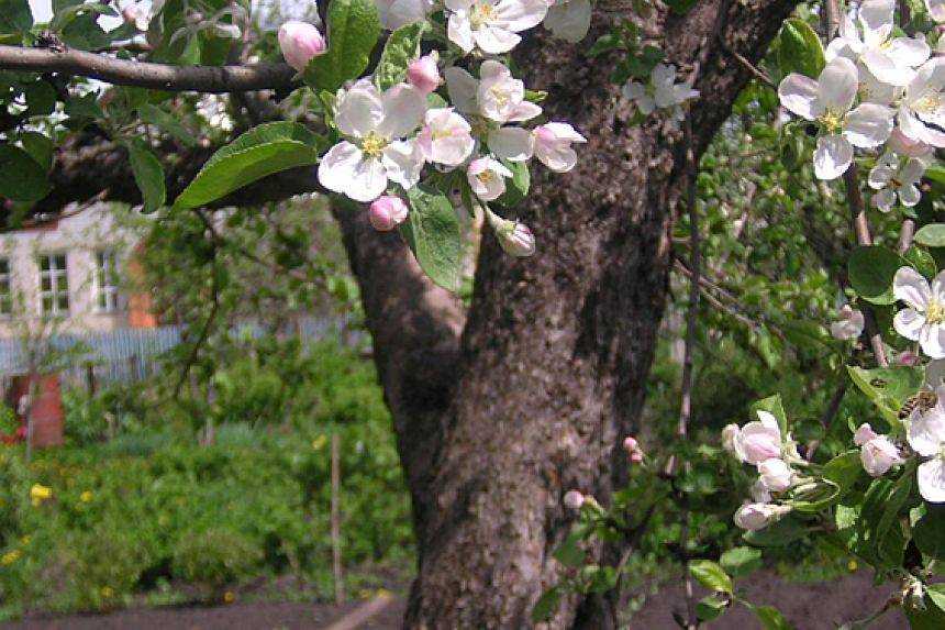Яблоня не плодоносит: что делать и почему не цветет
