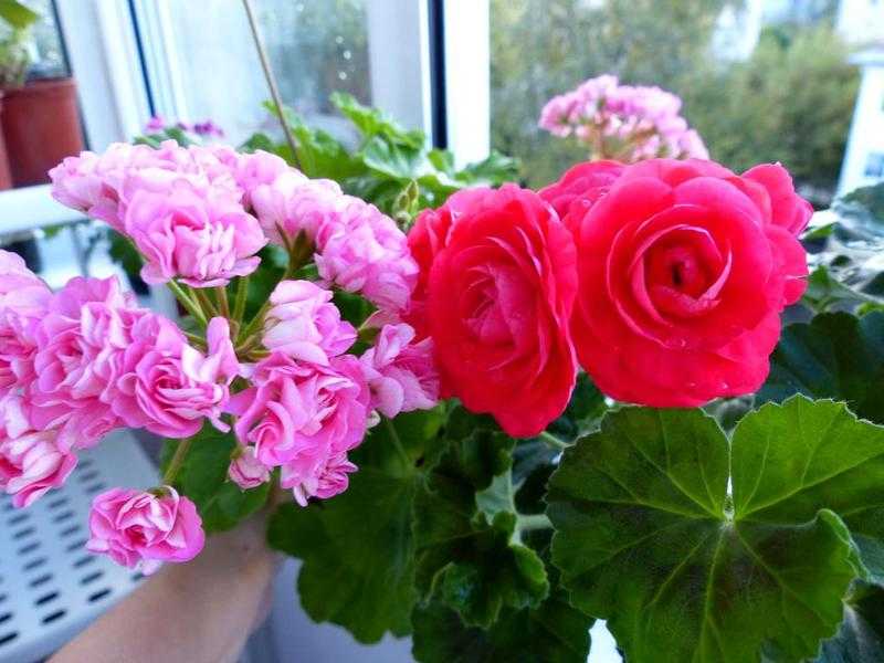 Пеларгония пак вива розита - описание сорта и особенности ухода