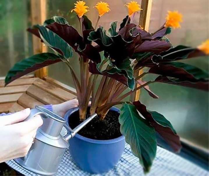 Калатея: правила ухода за тропическим растением в домашних условиях