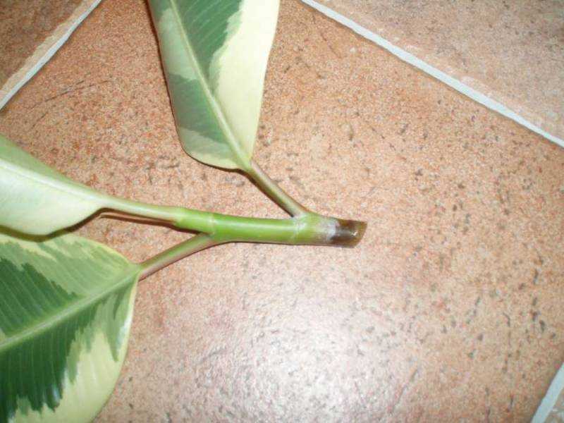 Как размножить фикус крупнолистный в домашних условиях листом фото пошагово