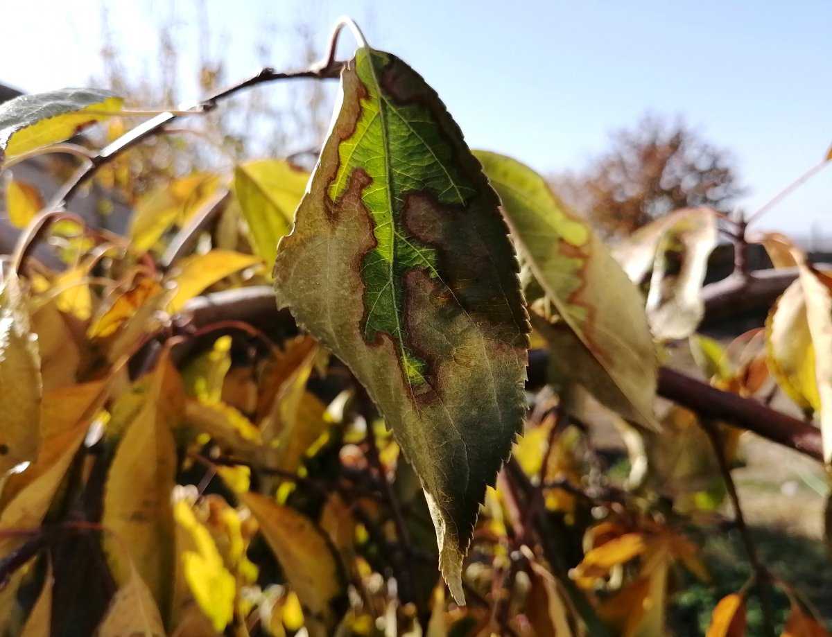 Почему желтеют и опадают листья осенью