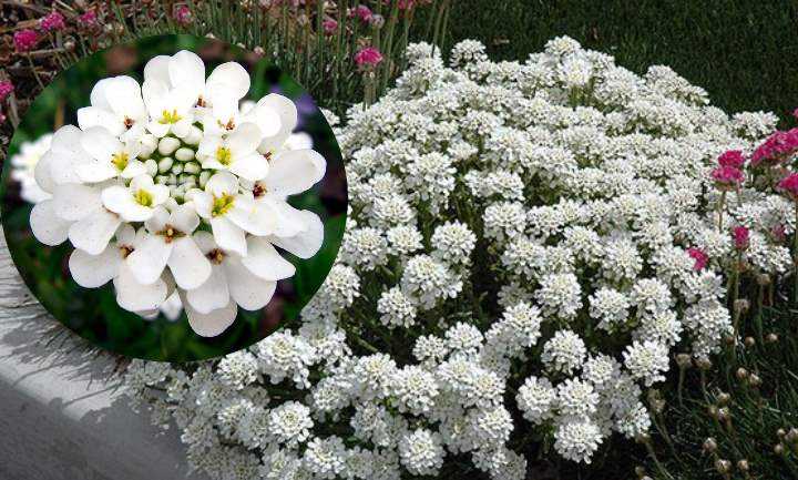 Цветы иберис: посадка и уход в открытом грунте, выращивание из семян