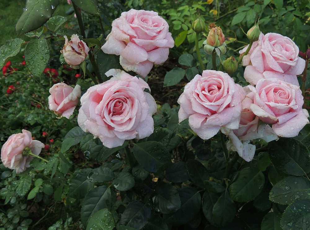 Чайно-гибридные розы посадка и уход, посадка розы выращивание - цветочки
                                             - 24 декабря
                                             - 43870764286 - медиаплатформа миртесен
