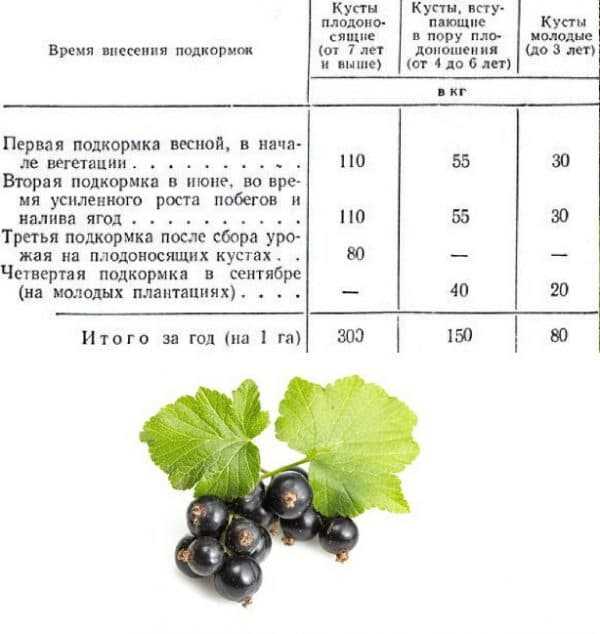 Как правильно поливать огород? правила полива, типы, нормы, сроки — ботаничка.ru