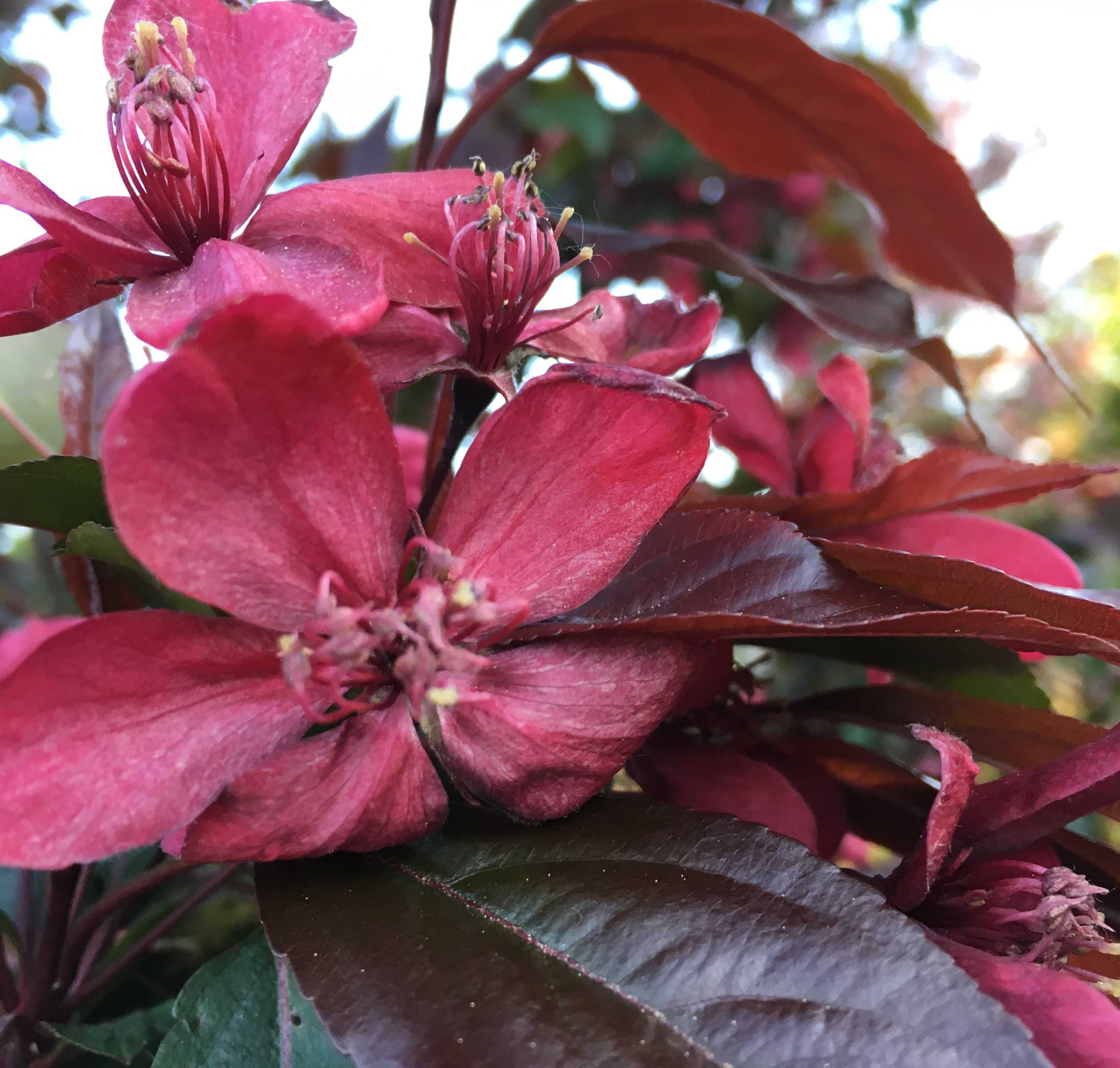 Сорта декоративных яблонь: виды с розовыми цветами, с красными листьями и цветами, со съедобными плодами, их фото и применение в ландшафтном дизайне, а также что такое японская яблоня