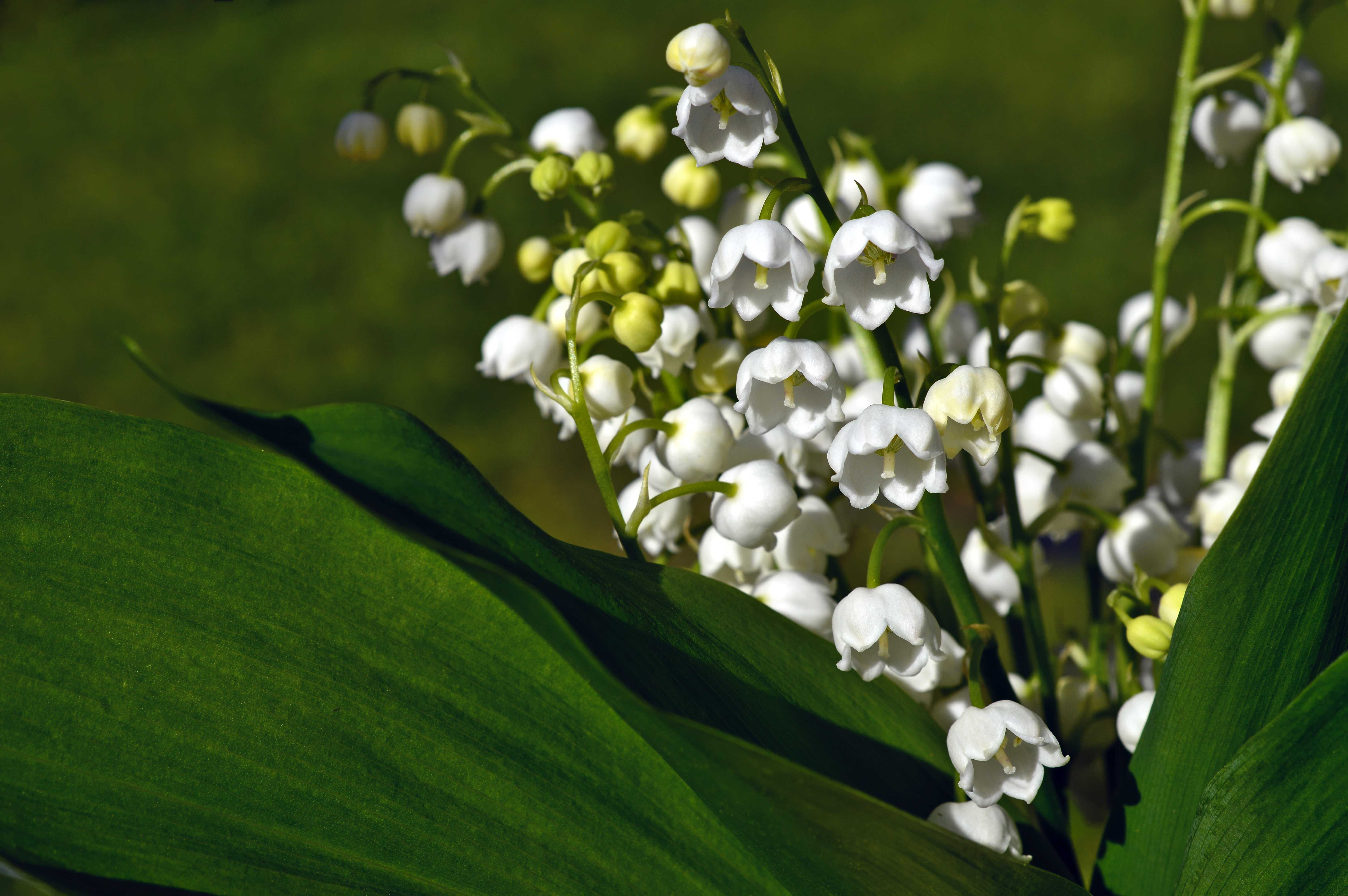 Ландыш майский (convallaria majalis) — описание семейства