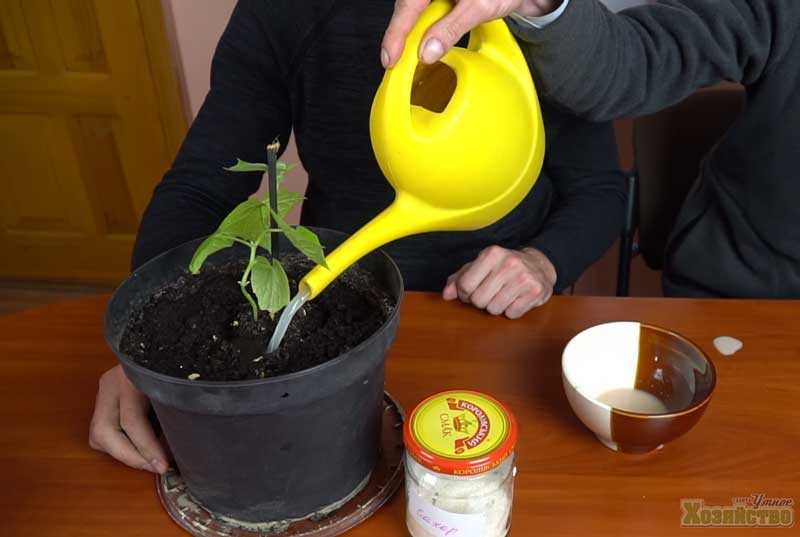 Как сделать подкормку для комнатного растения из дрожжей — рецепт приготовления