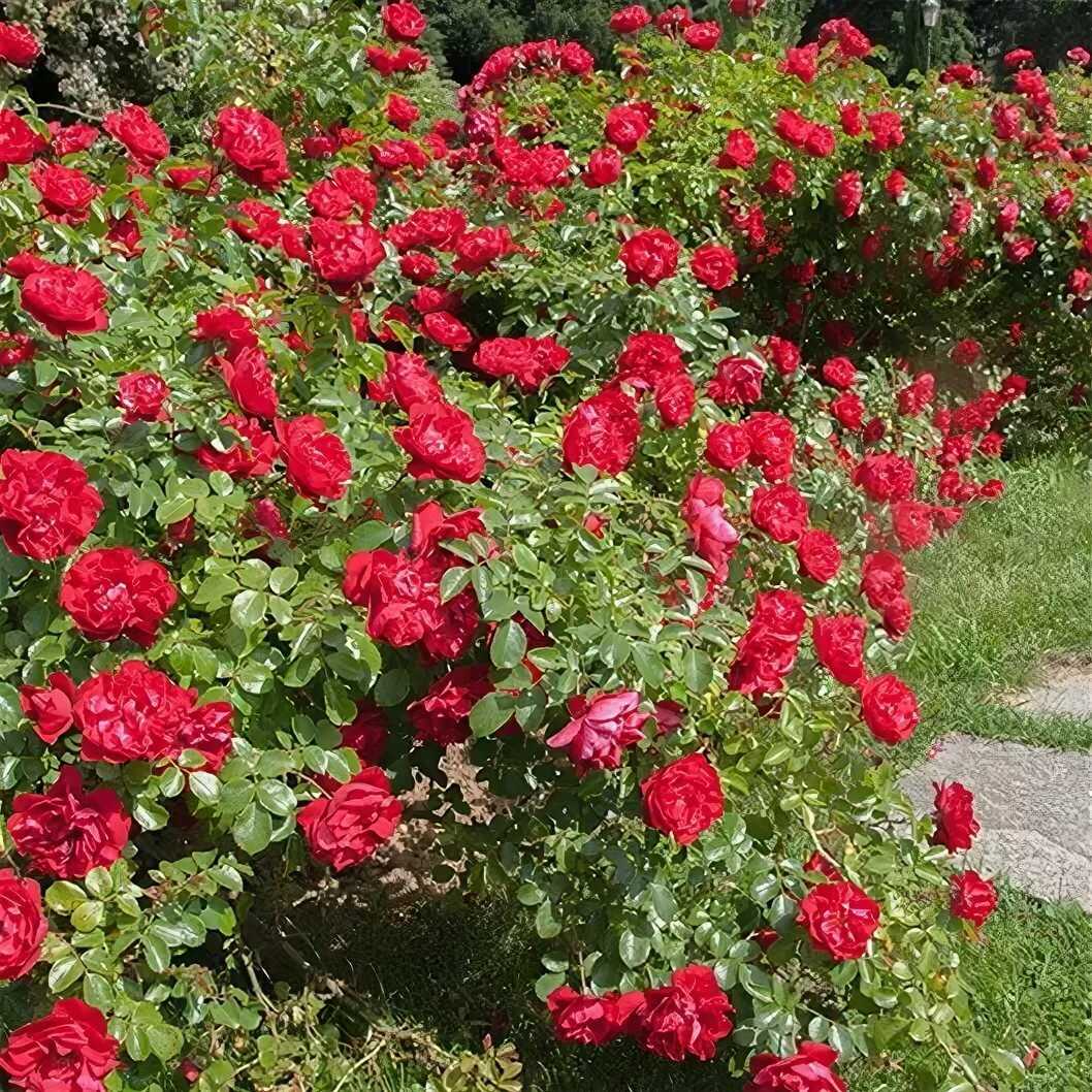 О розе скарлет (scarlet): описание и характеристики сорта почвопокровной розы