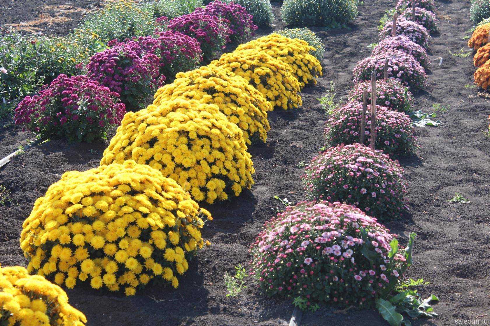 Хризантемы: посадка весной, уход, как правильно сажать на участке