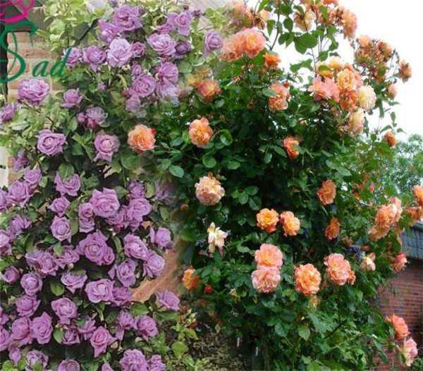 Роза плетистая индиголетта (indigoletta): фото и описание, отзывы, сиреневый сорт в ландшафтном дизайне, чем отличается от инголетты
