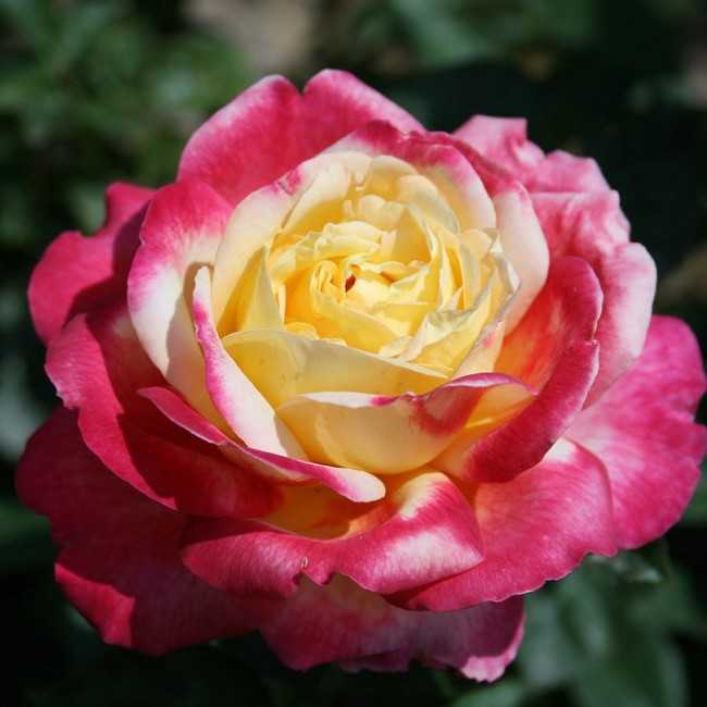 Роза восточный экспресс: описание и фото сорта, история возникновения, цветение и использование в ландшафтном дизайне, уход и размножение, болезни и вредителидача эксперт