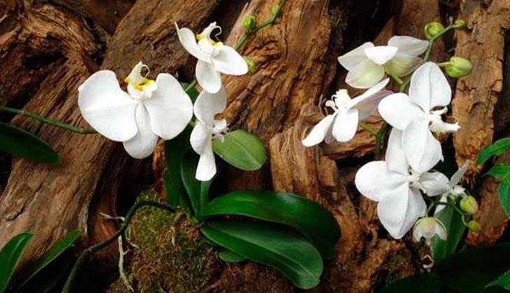 Орхидея фаленопсис: сорта, условия содержания и уход в домашних условиях