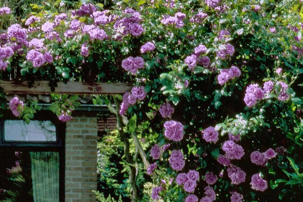 Роза плетистая индиголетта: фото и описание, посадка и уход, цветение