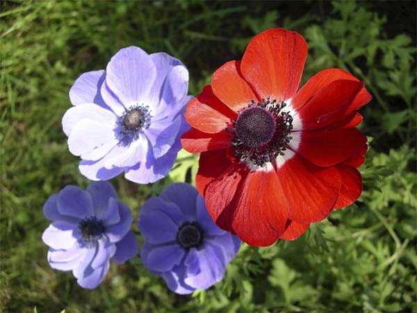 Цветы анемоны: выращивание растения и особенности ухода в открытом грунте