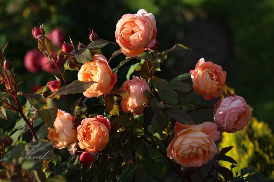 Роза леди эмма гамильтон (lady emma hamilton) — описание сорта