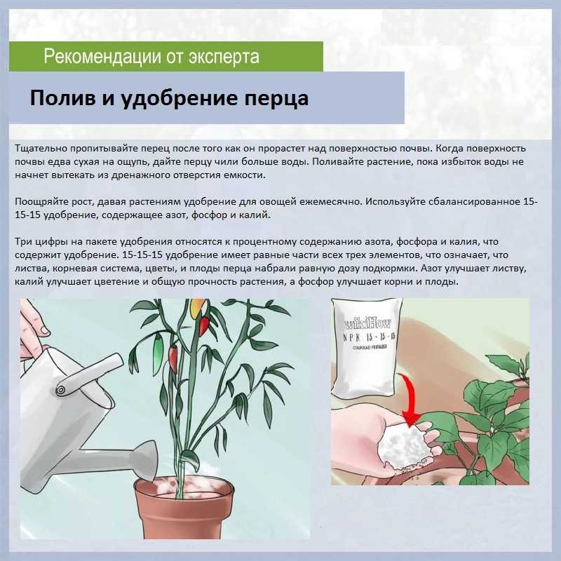 10 главных правил полива комнатных растений. фото