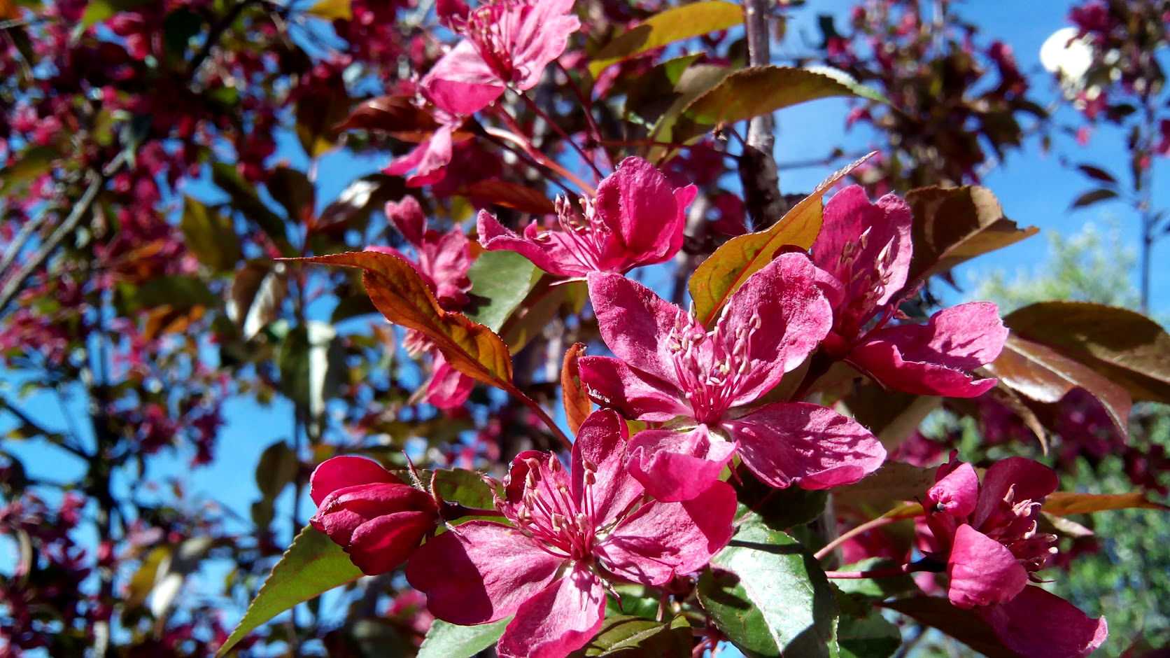 Яблоня декоративная краснолистная с розовыми цветами