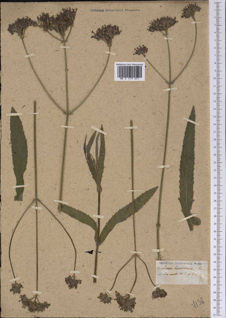 Вербена бонарская: описание растения и рекомендации по его выращиванию