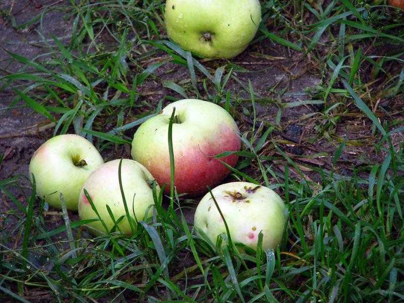 Почему яблоня сбрасывает плоды до их созревания: причины и что делать