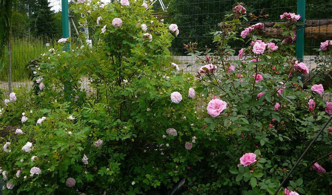 Роза канадская парковая — сорта и уход