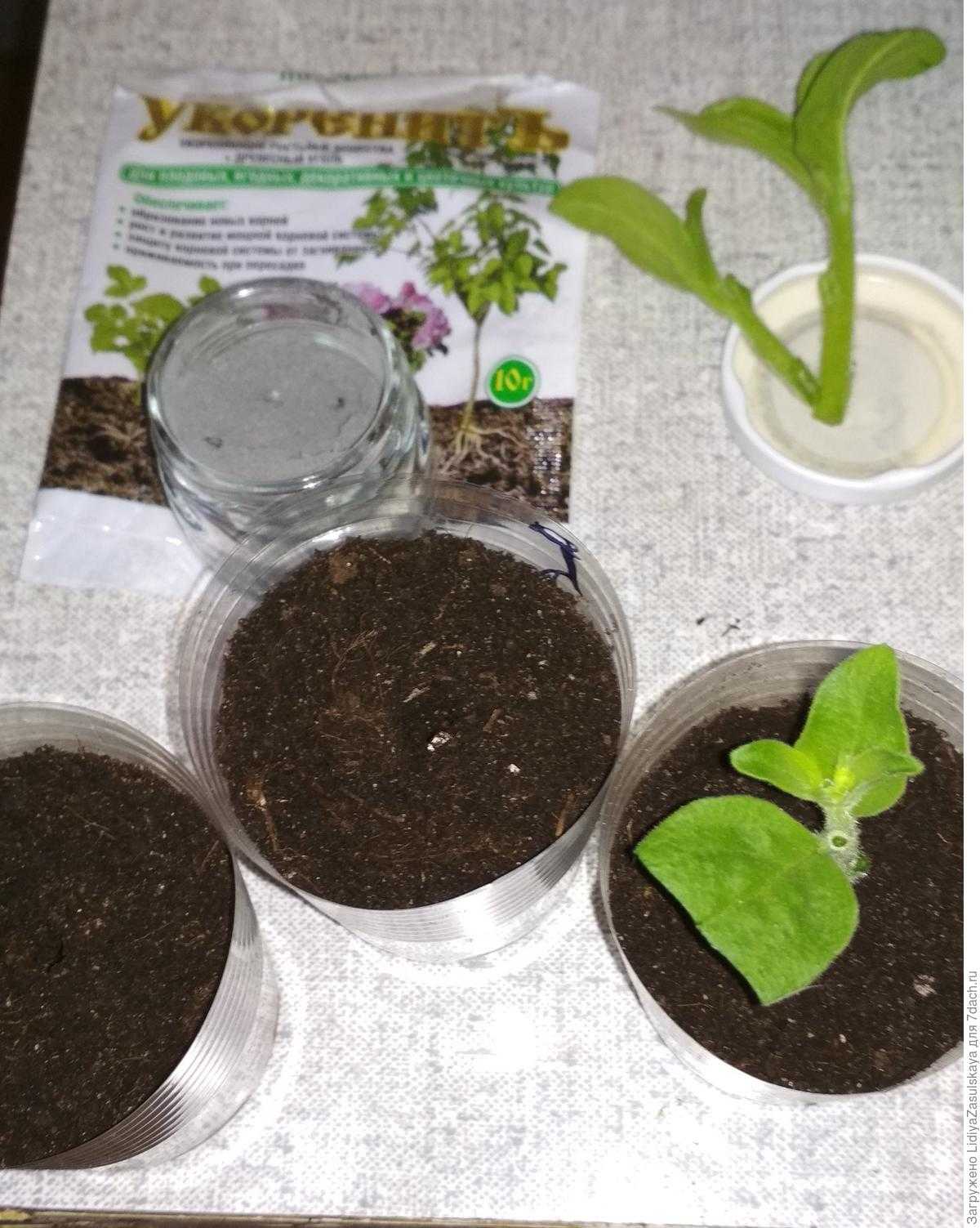 Как размножить ампельную петунию: как черенковать и как правильно посадить