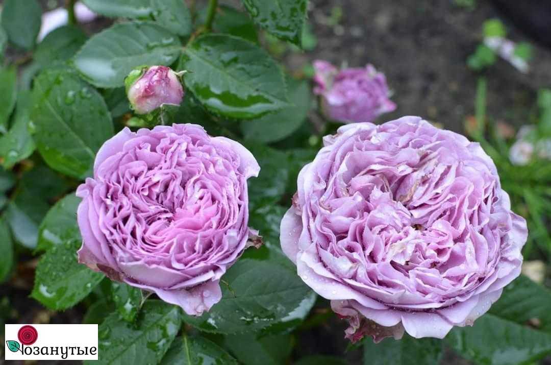 Роза лавендер айс (lavender ice): фото и описание, отзывы
