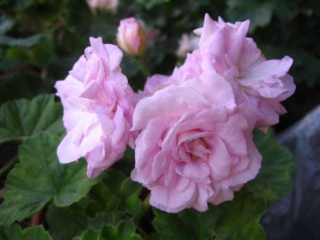 Описание пеларгонии millfield rose: как посадить и ухаживать, размножение герани