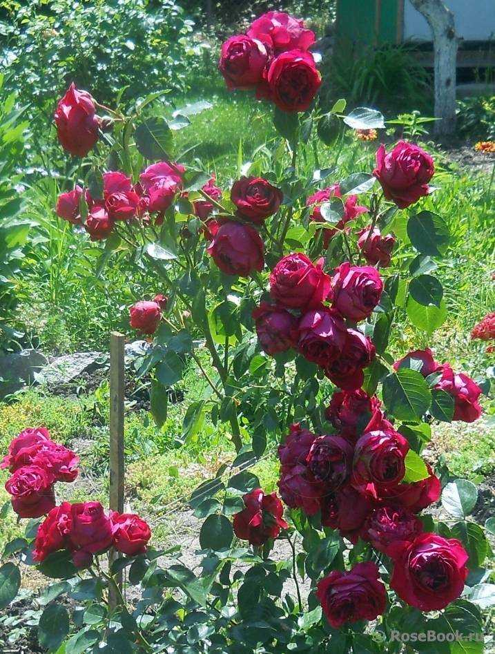 Лучшая плетистая роза для вашего сада: подборка самых зимостойких и красивых сортов с фото и описанием