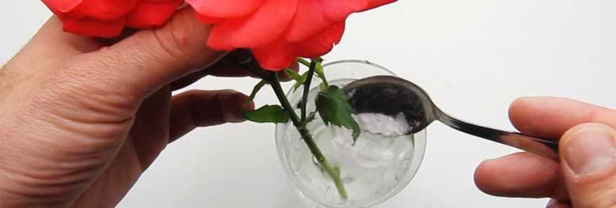 9 советов, как дольше сохранить букет цветов в вазе с водой