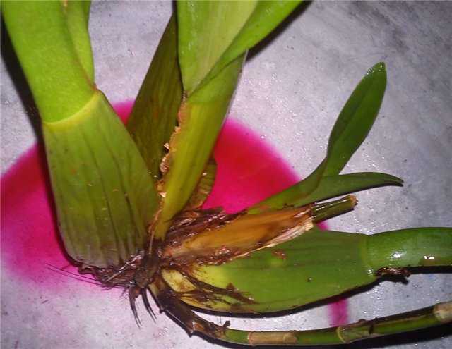 9 поводов влюбиться в орхидею мильтонию и уход в домашних условиях
