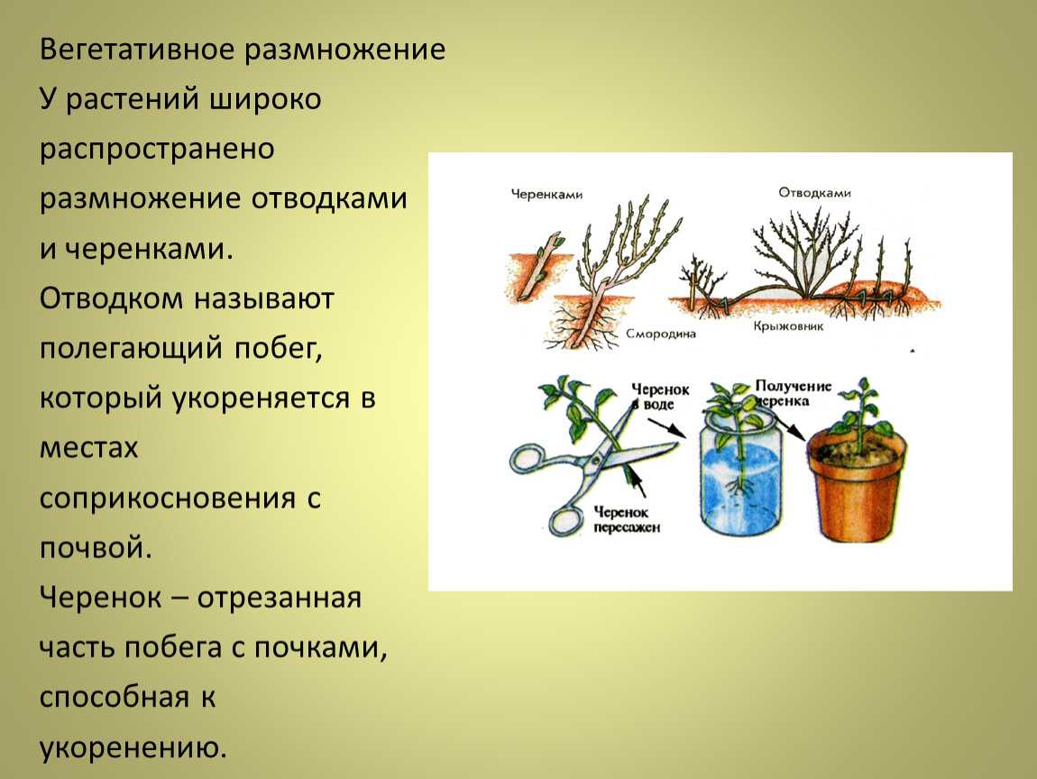 Домашняя бегония: уход в домашних условиях, посадка и размножение, виды и сорта с фото и названиями
