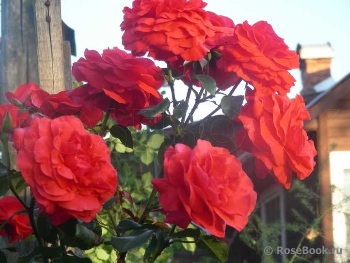 Полиантовые розы: фото и описание, уход и выращивание, лучшие сорта