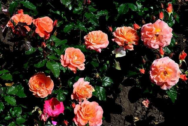 Как ухаживать за плетистой розой, вьющаяся роза уход и выращивание