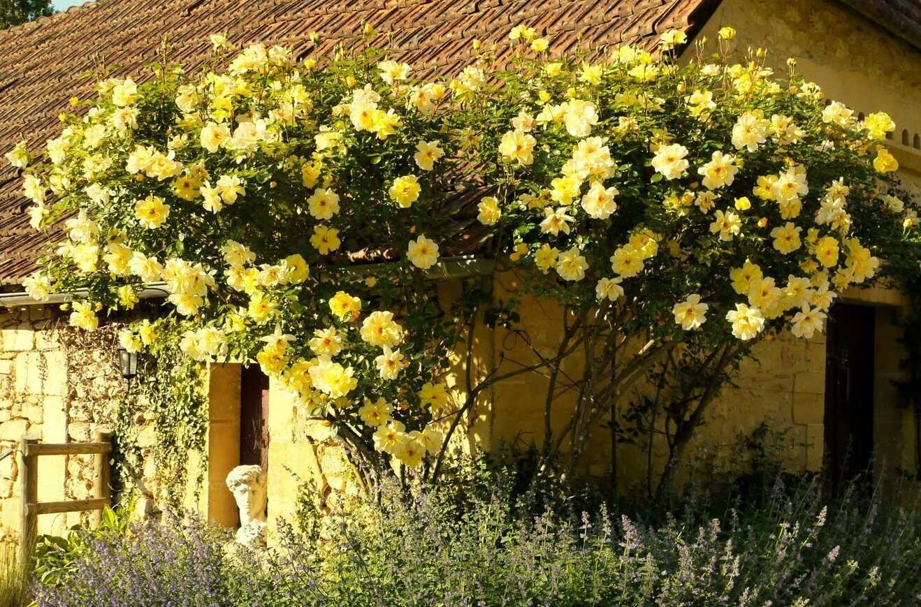 Роза Голден Шауэрс — что это за сорт, преимущества и недостатки клаймбера Golden Showers, описание, как выглядит Как выращивать раннецветущую плетистую розу, особенности ухода и размножения