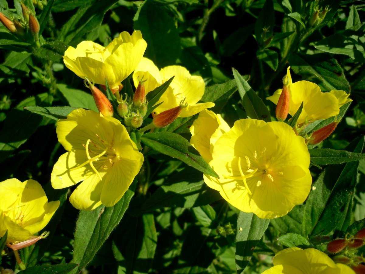 Энотера многолетняя (цветок): посадка и уход. посадка и уход за многолетней энотерой